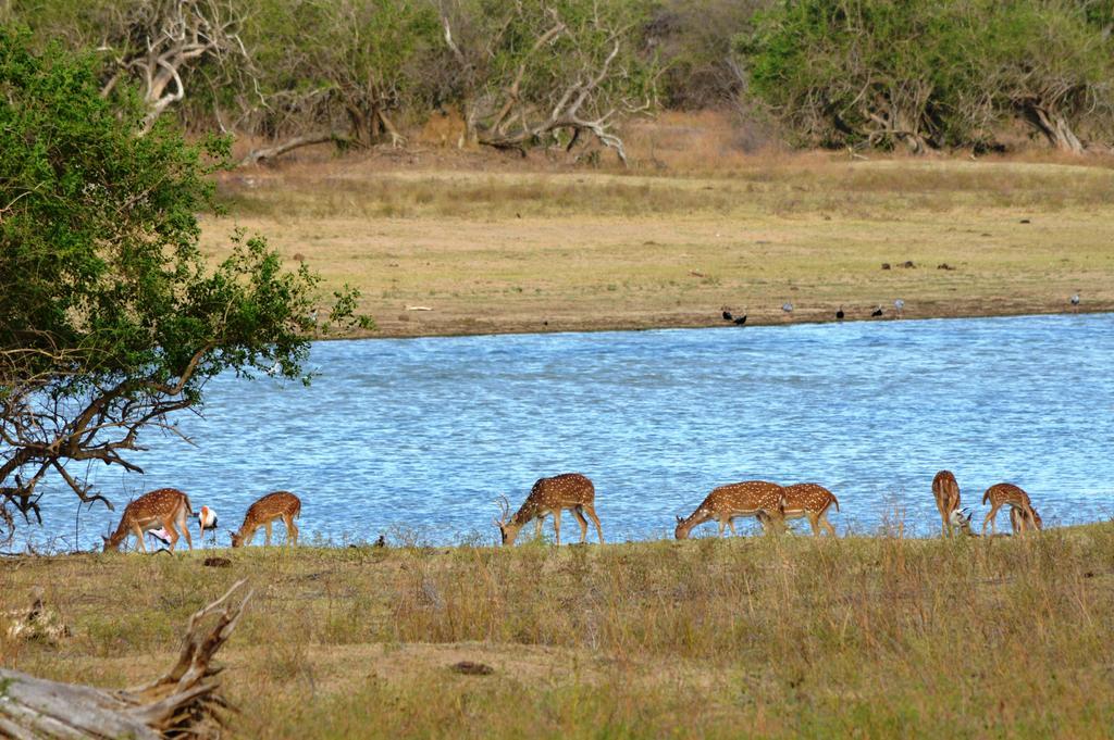 Wild Panthera Yala Tissamaharama Kültér fotó