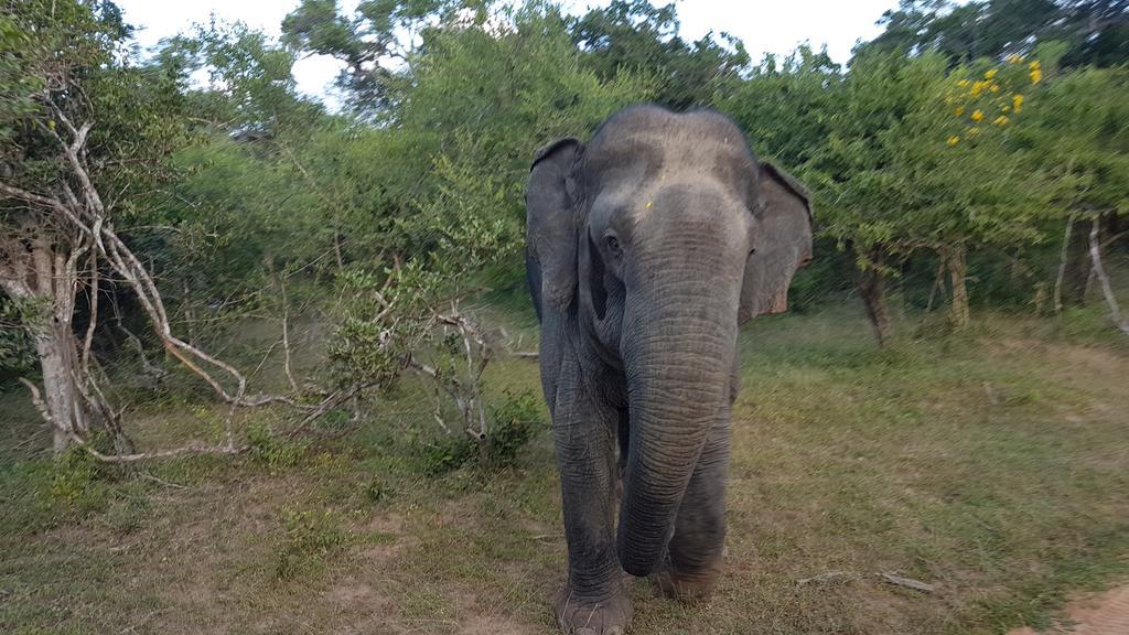 Wild Panthera Yala Tissamaharama Kültér fotó