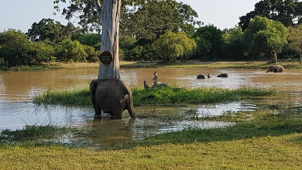 Wild Panthera Yala Tissamaharama Kültér fotó