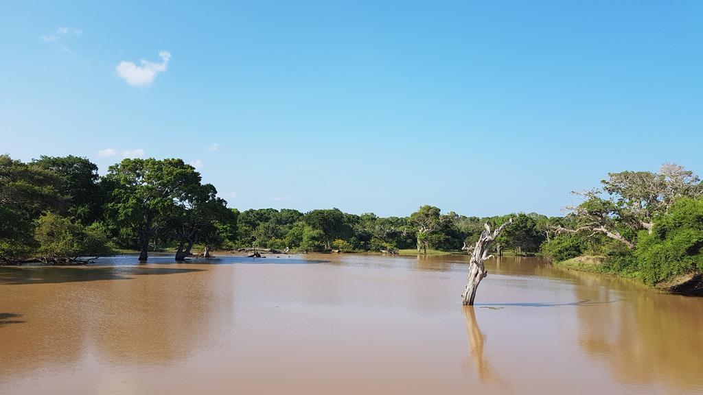 Wild Panthera Yala Tissamaharama Kültér fotó