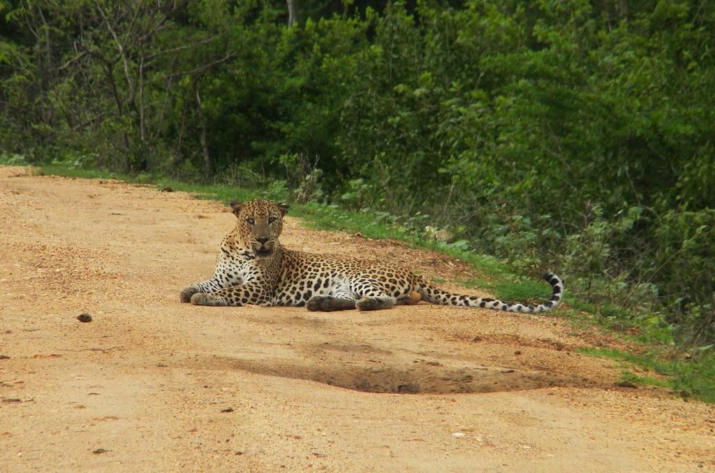 Wild Panthera Yala Tissamaharama Kültér fotó